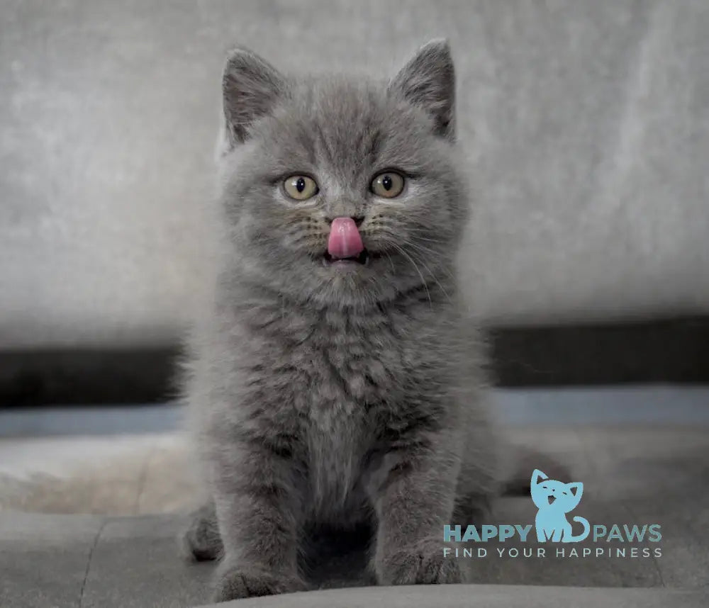 Ross Scottish Straight male blue live animals