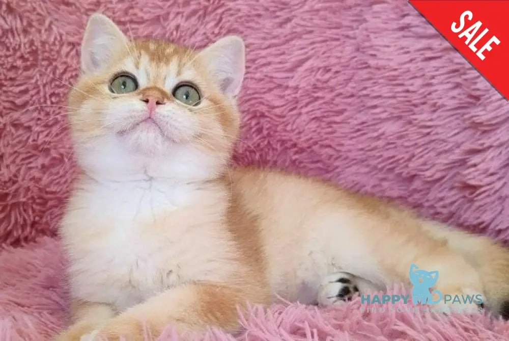 Rossi British Shorthair female black golden chinchilla - live animals