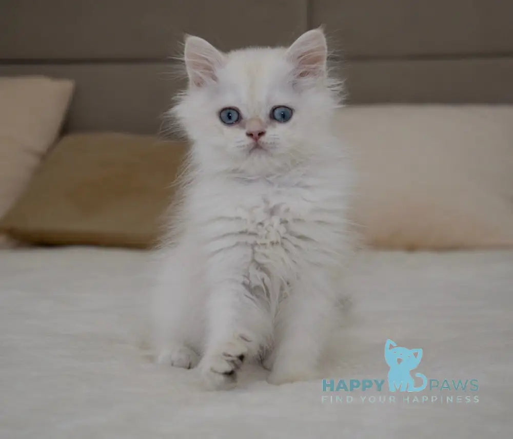 Rorry British Shorthair male black golden shaded pointed live animals