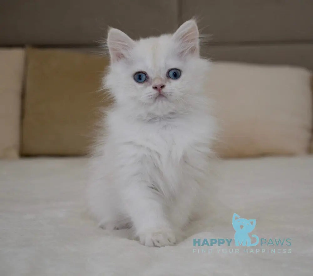 Rorry British Shorthair male black golden shaded pointed live animals