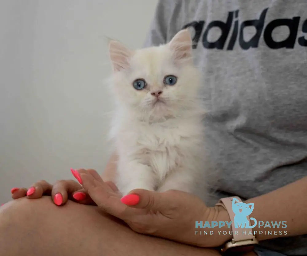 Rorry British Shorthair male black golden shaded pointed live animals