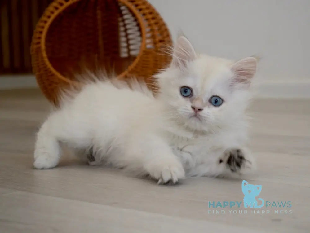 Rorry British Shorthair male black golden shaded pointed live animals