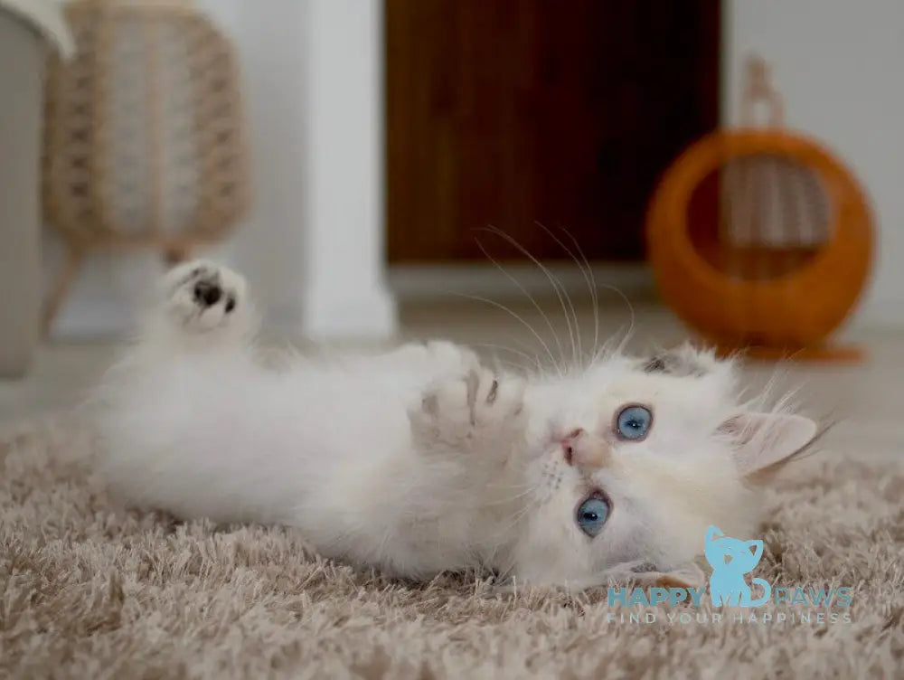 Rorry British Shorthair male black golden shaded pointed live animals