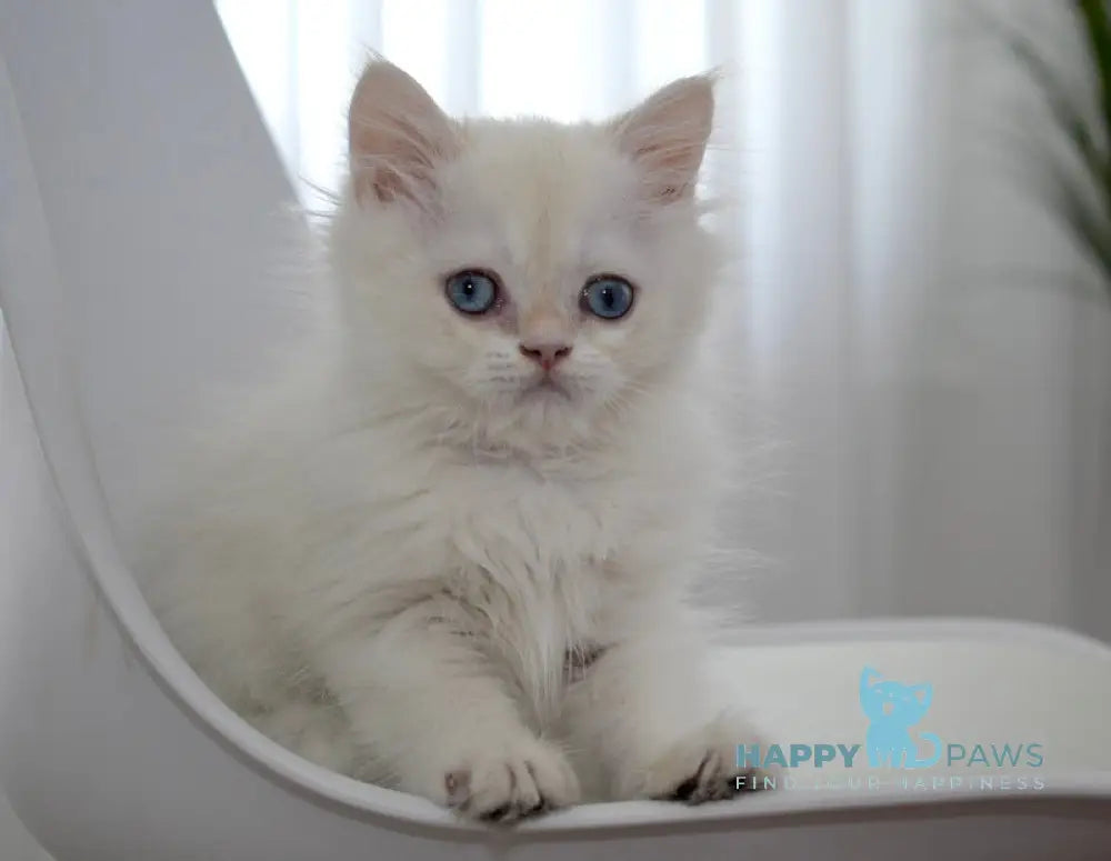 Rorry British Shorthair male black golden shaded pointed live animals