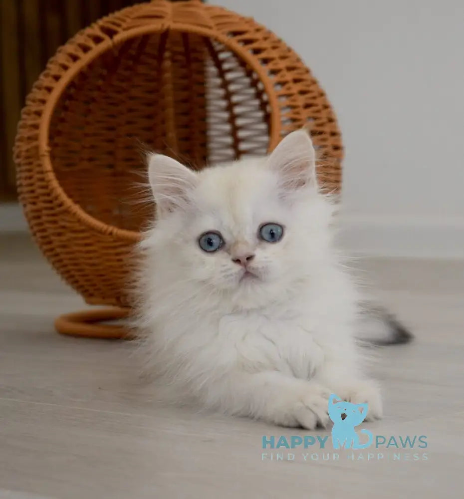 Rorry British Shorthair male black golden shaded pointed live animals