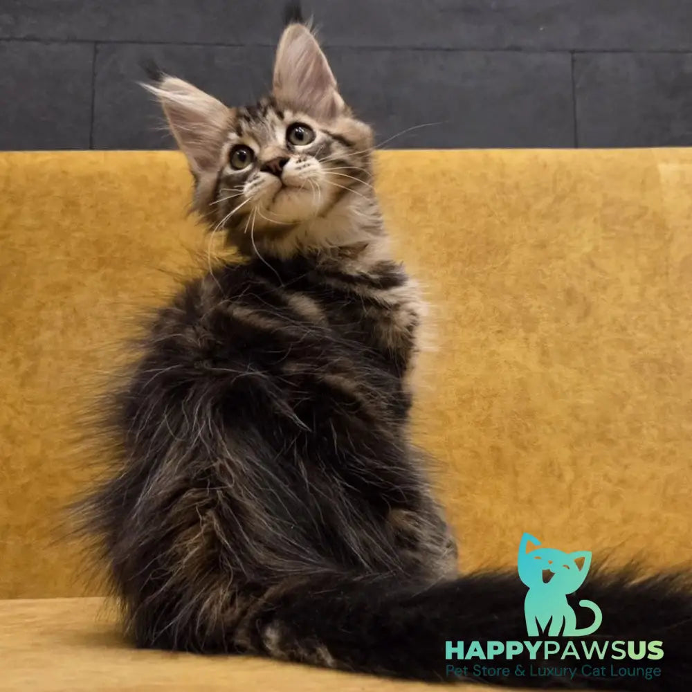 Rostislav Maine Coon polydactyl 6x6x6x6 male black tabby - live animals