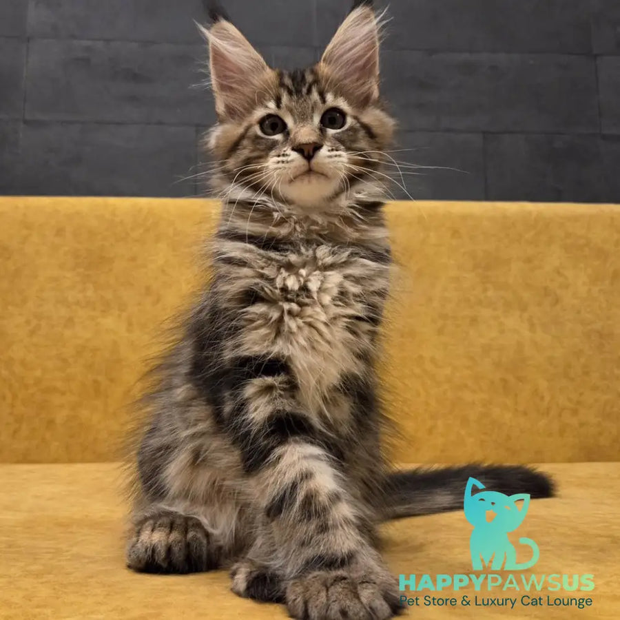 Rostislav Maine Coon polydactyl 6x6x6x6 male black tabby - live animals