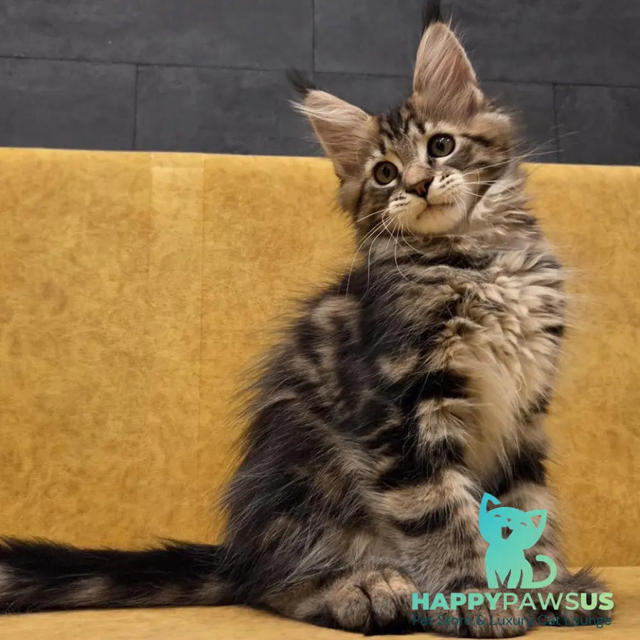 Rostislav Maine Coon polydactyl 6x6x6x6 male black tabby - live animals
