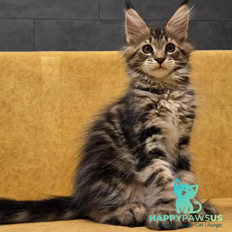 Rostislav Maine Coon polydactyl 6x6x6x6 male black tabby - live animals