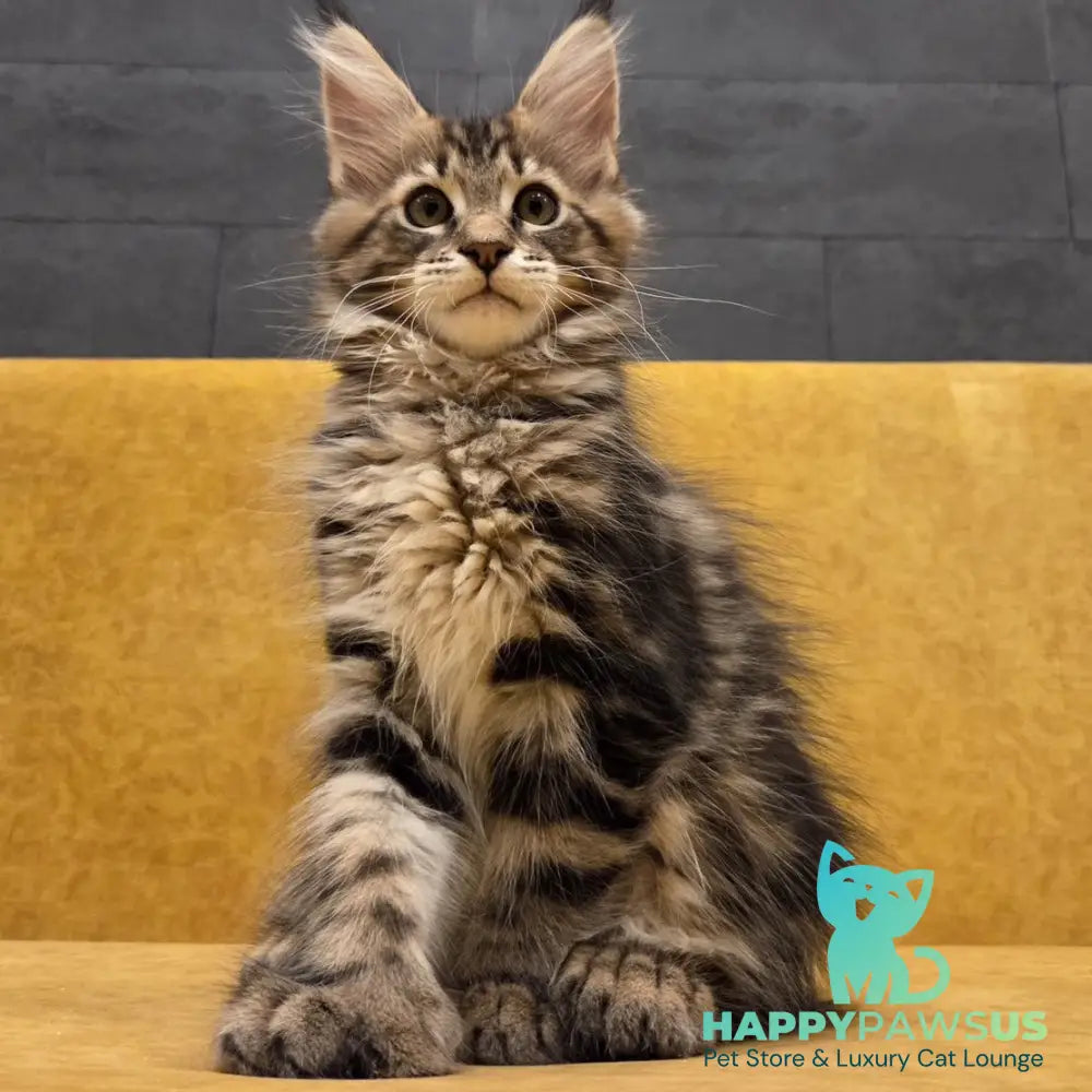 Rostislav Maine Coon polydactyl 6x6x6x6 male black tabby - live animals