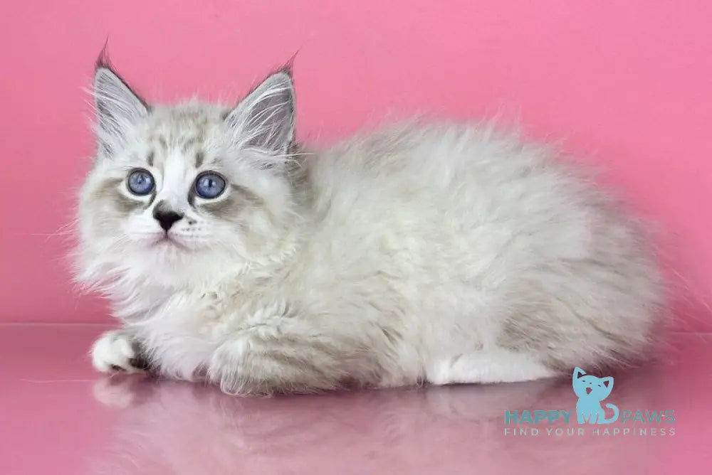 Rowena Siberian female seal tabby point with white live animals