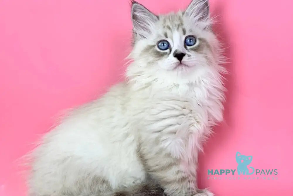 Rowena Siberian female seal tabby point with white live animals