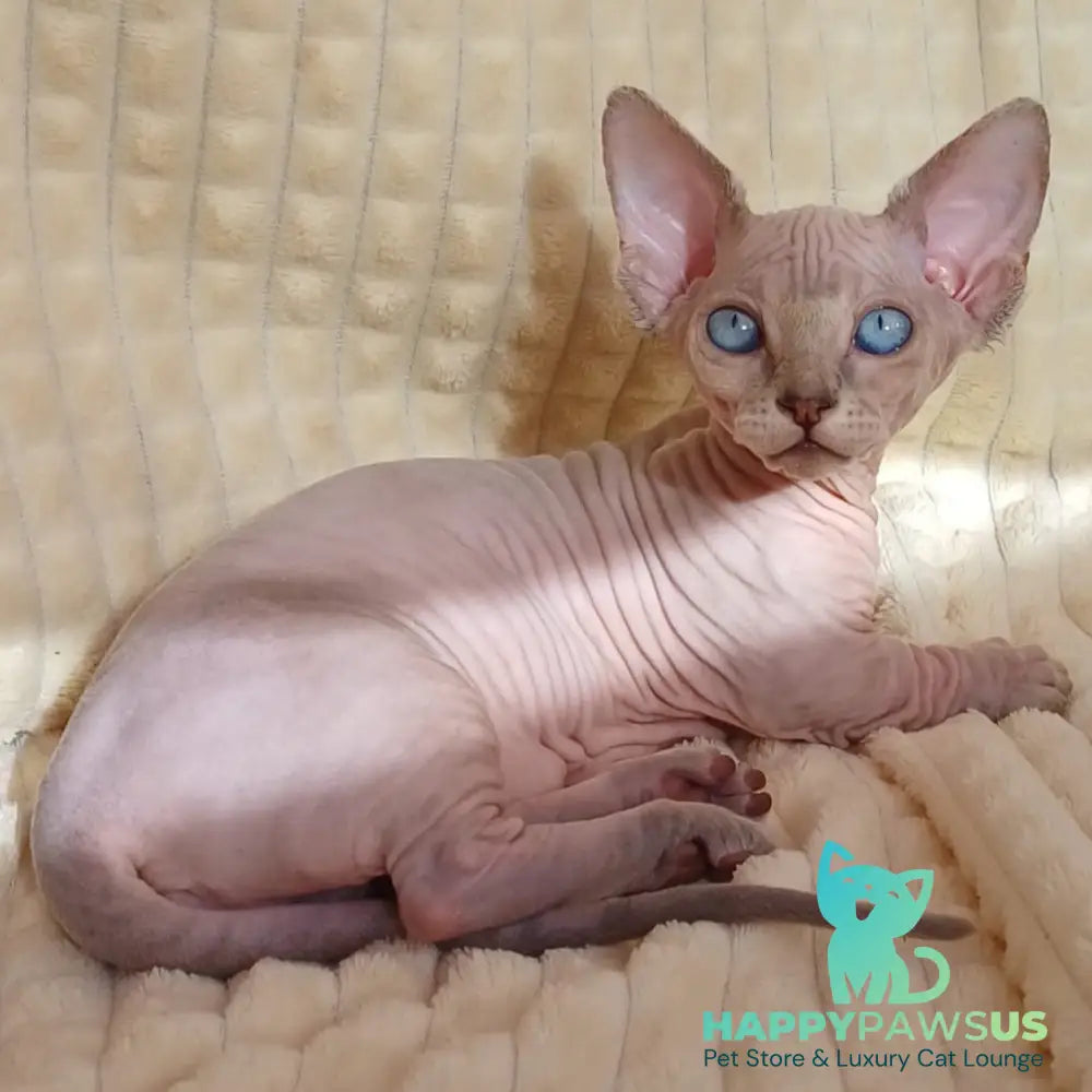 Roxana Bambino female blue pointed - live animals