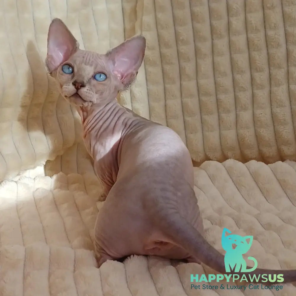 Roxana Bambino female blue pointed - live animals