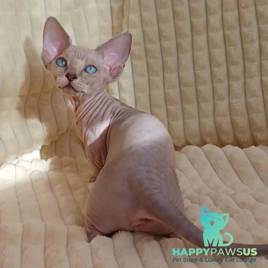 Roxana Bambino female blue pointed - live animals