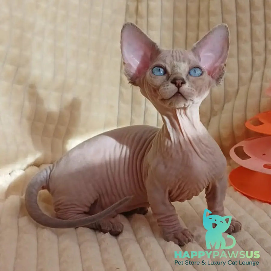 Roxana Bambino female blue pointed - live animals