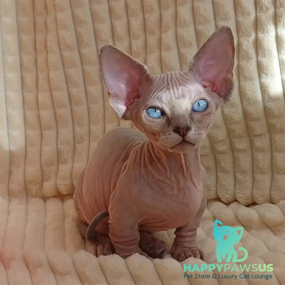Roxana Bambino female blue pointed - live animals