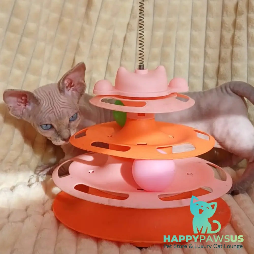 Roxana Bambino female blue pointed - live animals