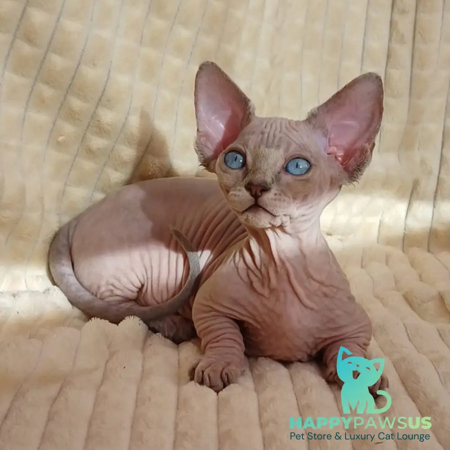 Roxana Bambino female blue pointed - live animals