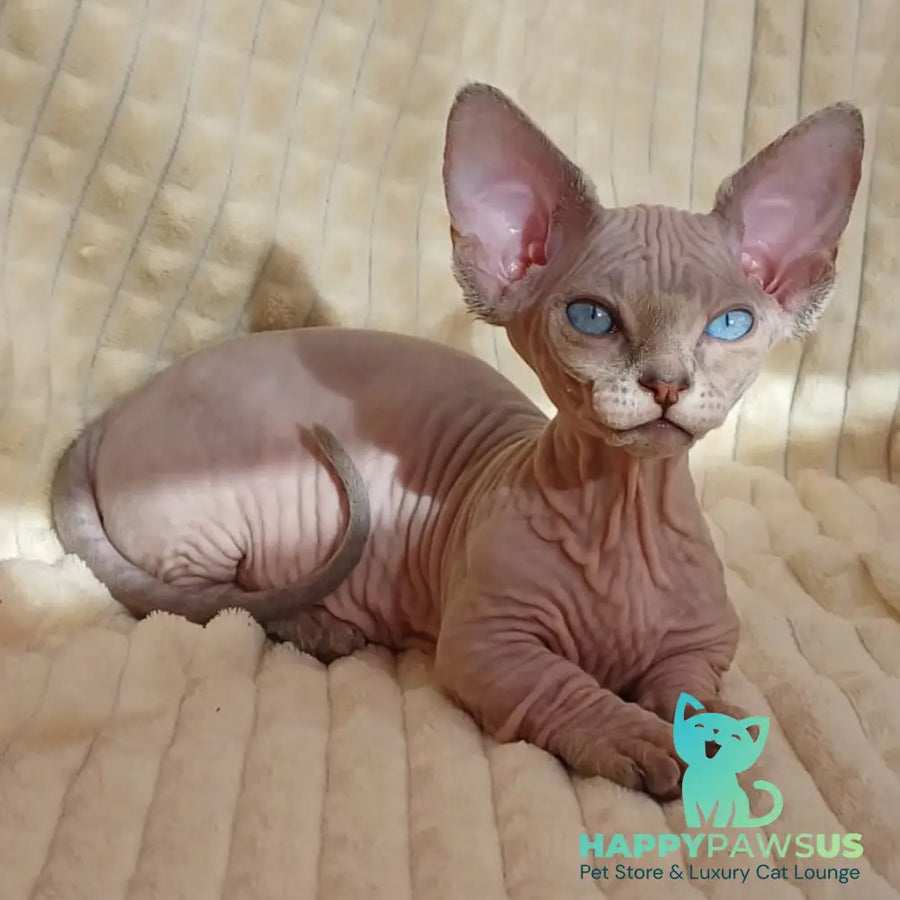 Roxana Bambino female blue pointed - live animals