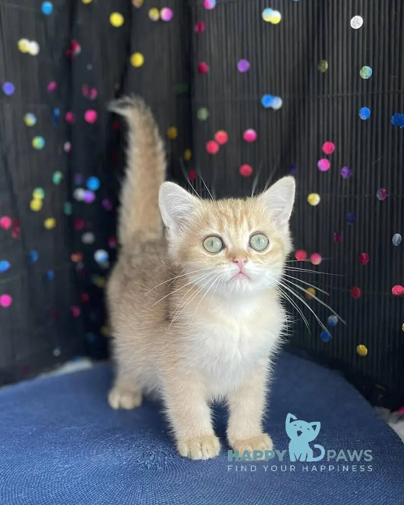 Roxana British Shorthair female black golden shaded live animals