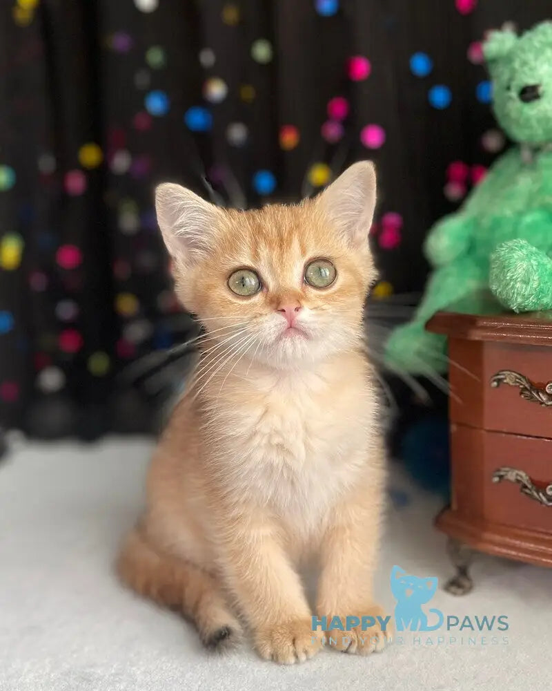 Roxana British Shorthair female black golden shaded live animals