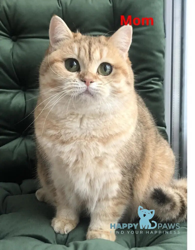 Roxana British Shorthair female black golden shaded live animals