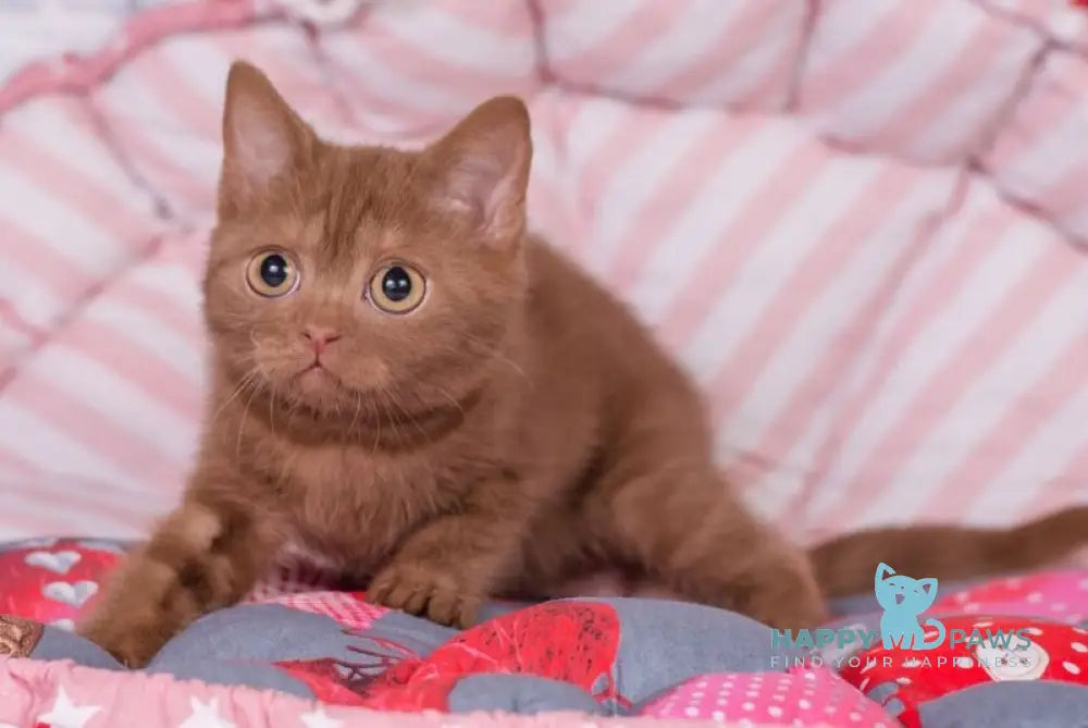 Roxana British Shorthair female cinnamon live animals