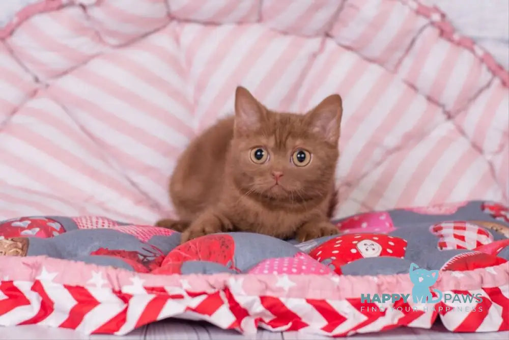 Roxana British Shorthair female cinnamon live animals