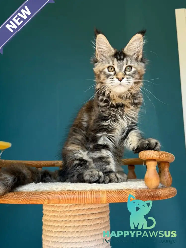 Roxana Maine Coon female black tortie tabby - live animals