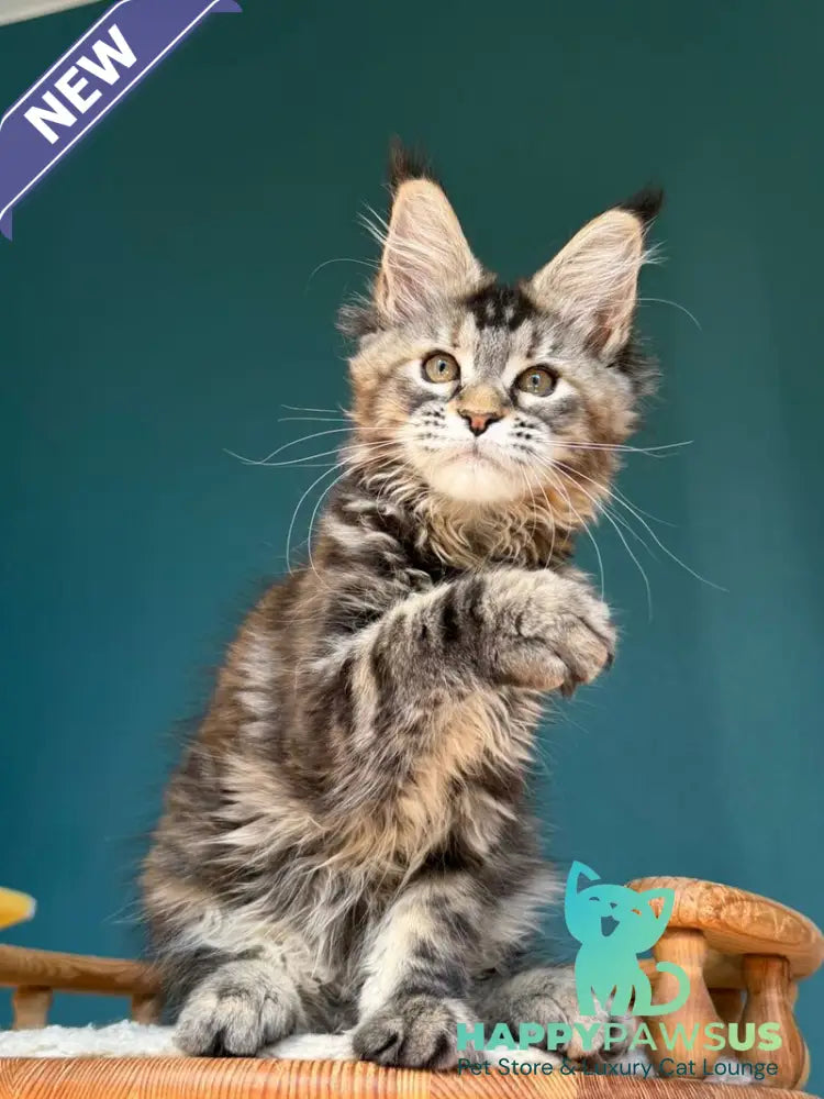 Roxana Maine Coon female black tortie tabby - live animals