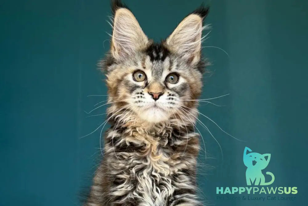 Roxana Maine Coon female black tortie tabby - live animals