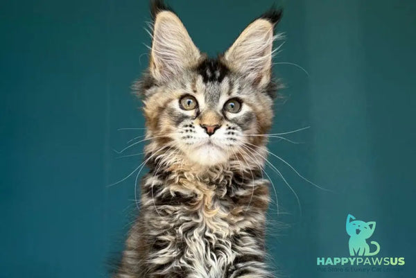 Roxana Maine Coon female black tortie tabby - live animals