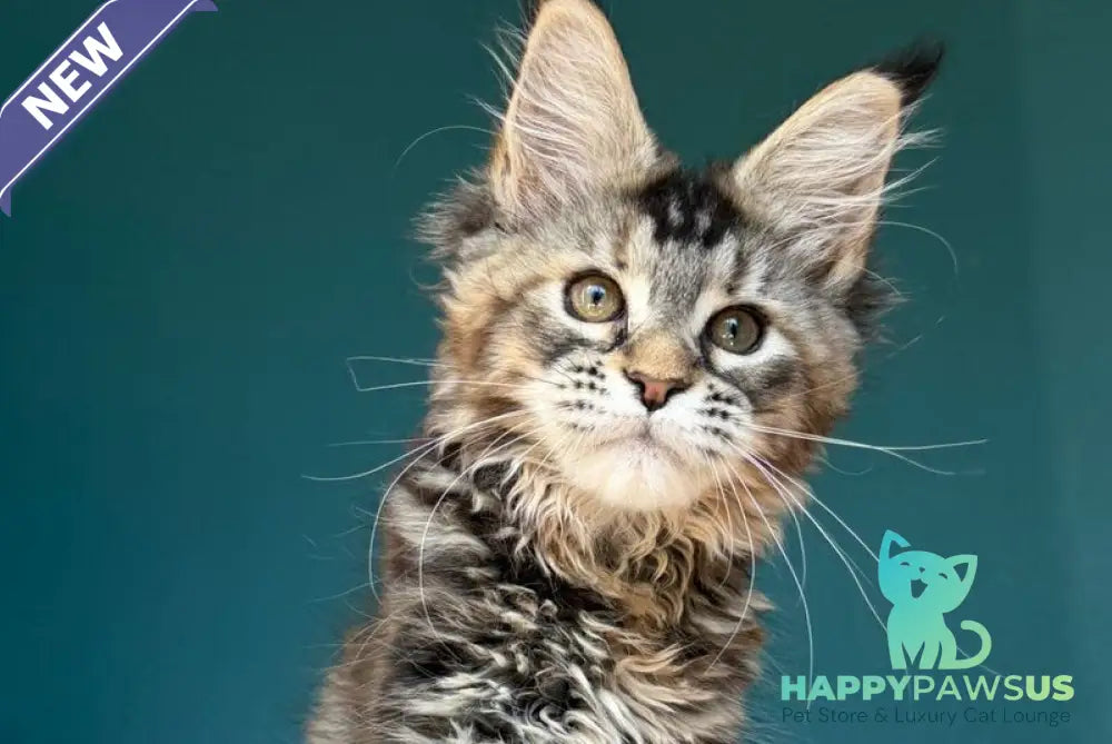 Roxana Maine Coon female black tortie tabby - live animals