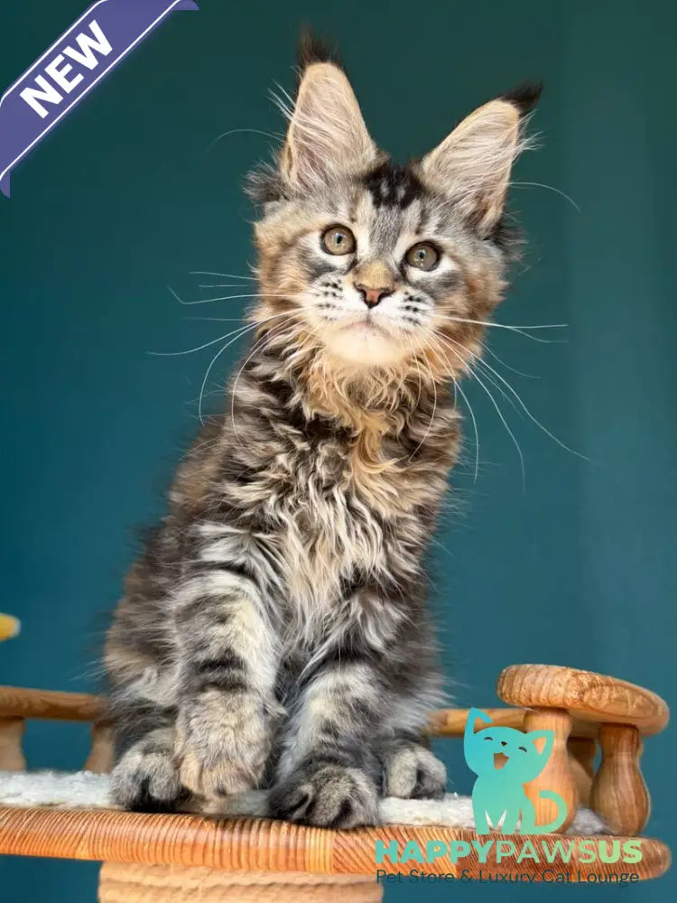 Roxana Maine Coon female black tortie tabby - live animals