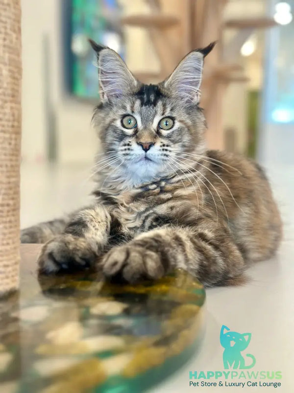 Roxana Maine Coon female black tortie tabby - live animals