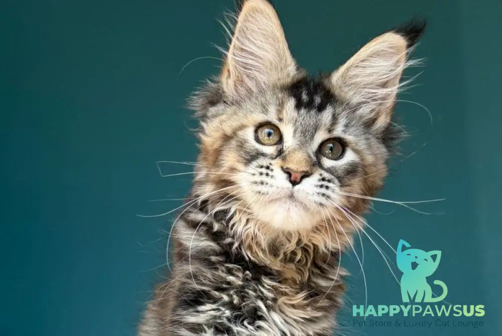 Roxana Maine Coon female black tortie tabby - live animals
