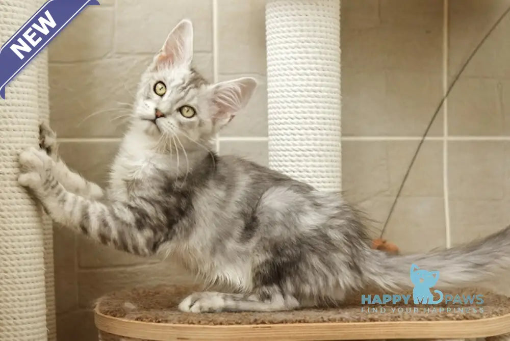 Roxi Maine Coon male black silver tabby live animals
