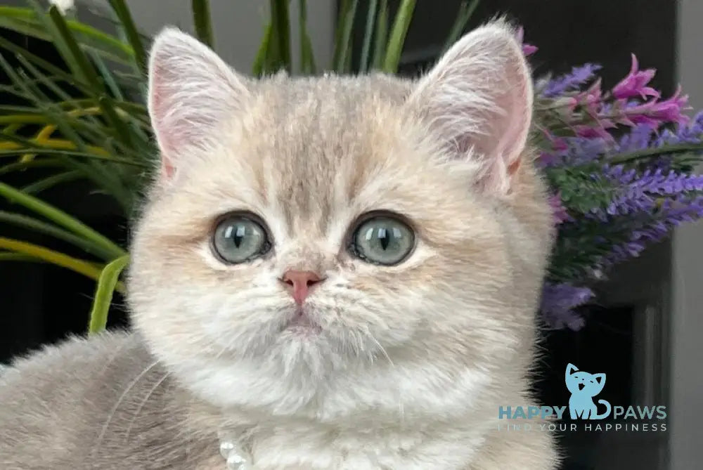 Roxy British Shorthair female blue golden shaded live animals
