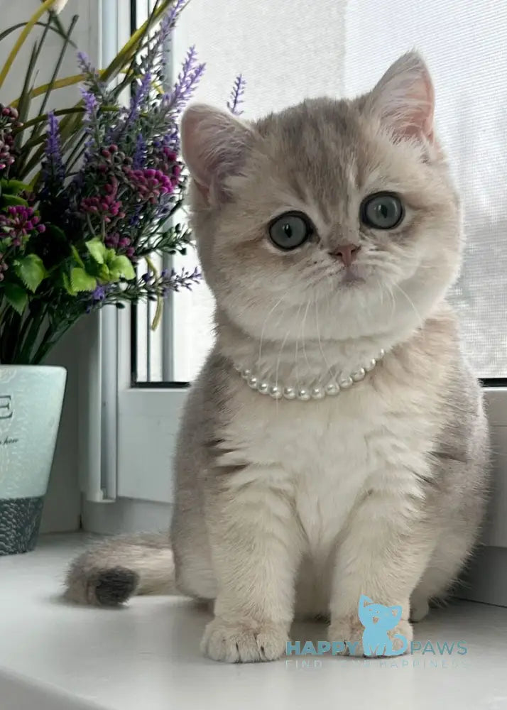 Roxy British Shorthair female blue golden shaded live animals