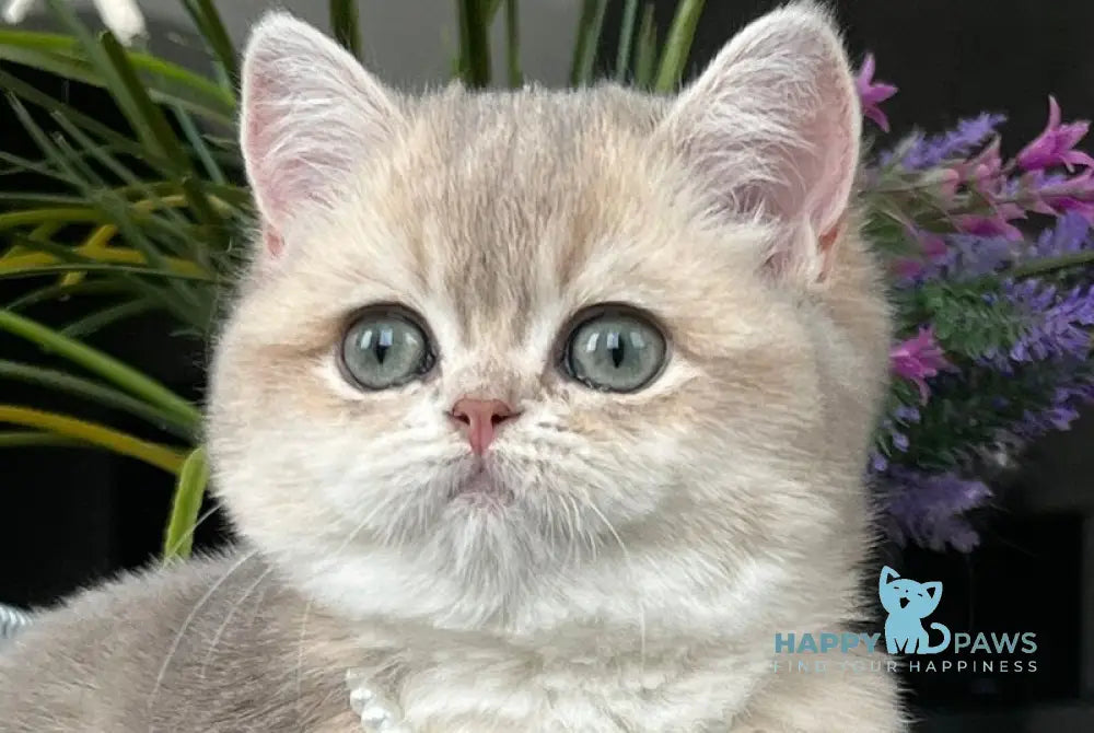 Roxy British Shorthair female blue golden shaded live animals