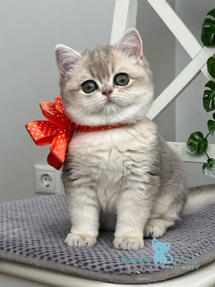Roxy British Shorthair female blue golden shaded live animals