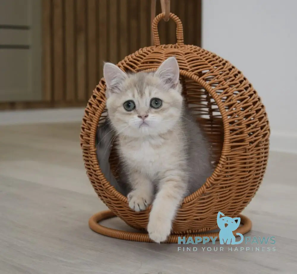 Roxy British Shorthair female blue golden spotted tabby live animals