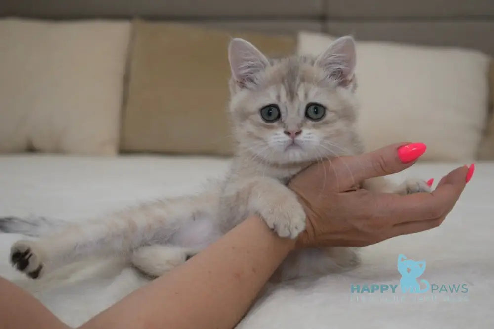Roxy British Shorthair female blue golden spotted tabby live animals