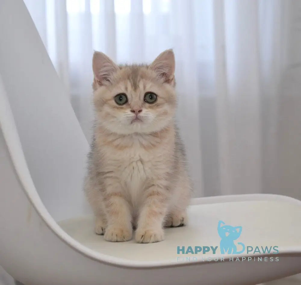 Roxy British Shorthair female blue golden spotted tabby live animals