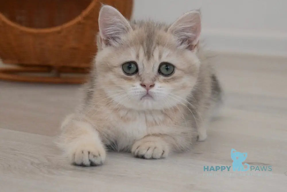 Roxy British Shorthair female blue golden spotted tabby live animals