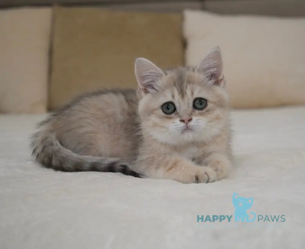 Roxy British Shorthair female blue golden spotted tabby live animals