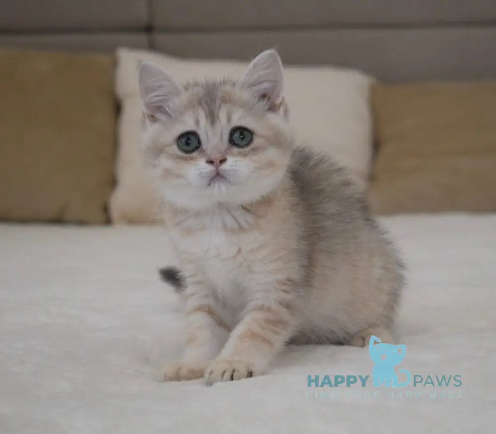Roxy British Shorthair female blue golden spotted tabby live animals