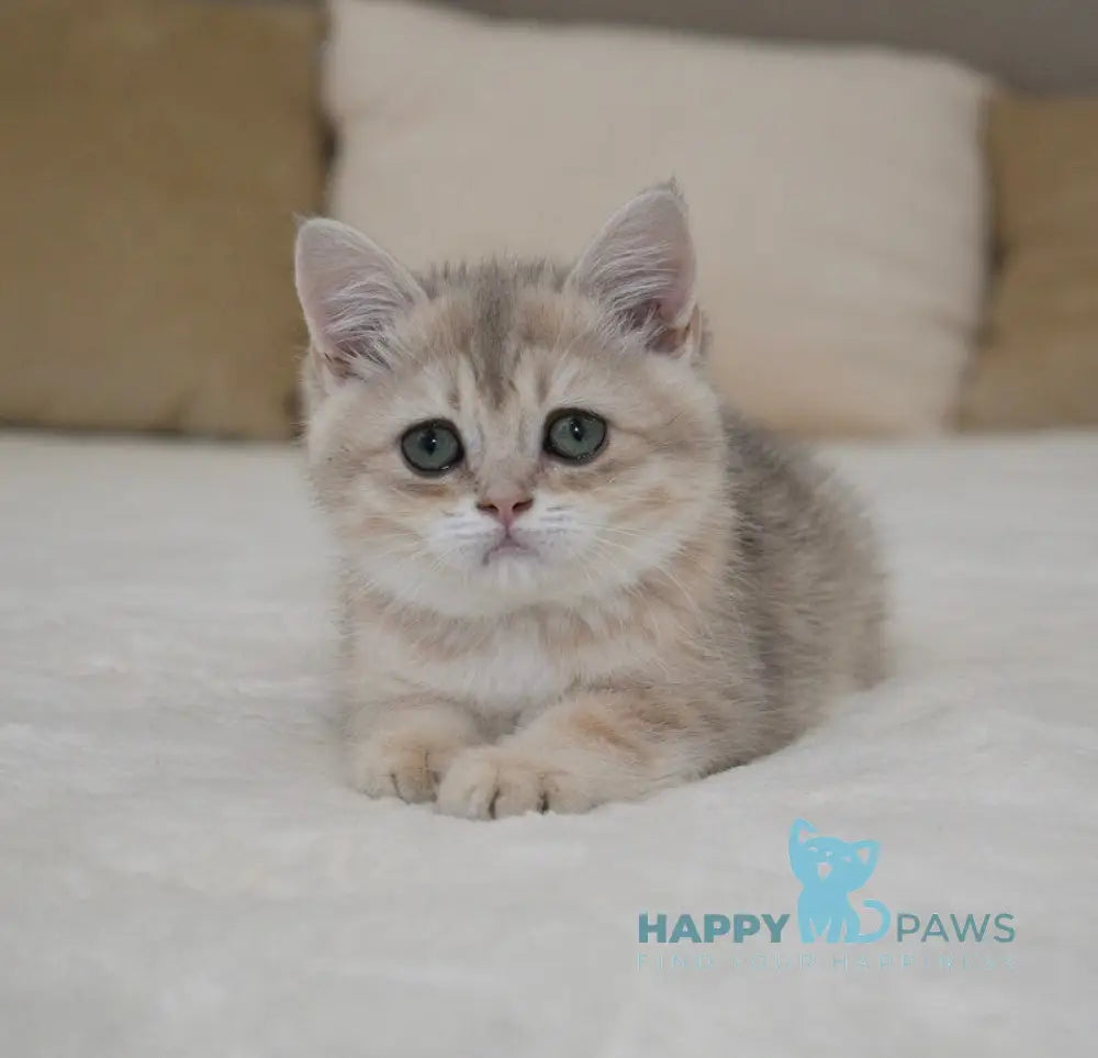 Roxy British Shorthair female blue golden spotted tabby live animals