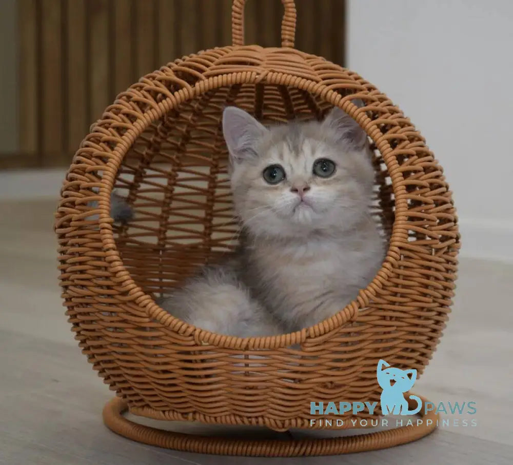 Roxy British Shorthair female blue golden spotted tabby live animals